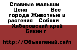 Славные малыши! › Цена ­ 10 000 - Все города Животные и растения » Собаки   . Хабаровский край,Бикин г.